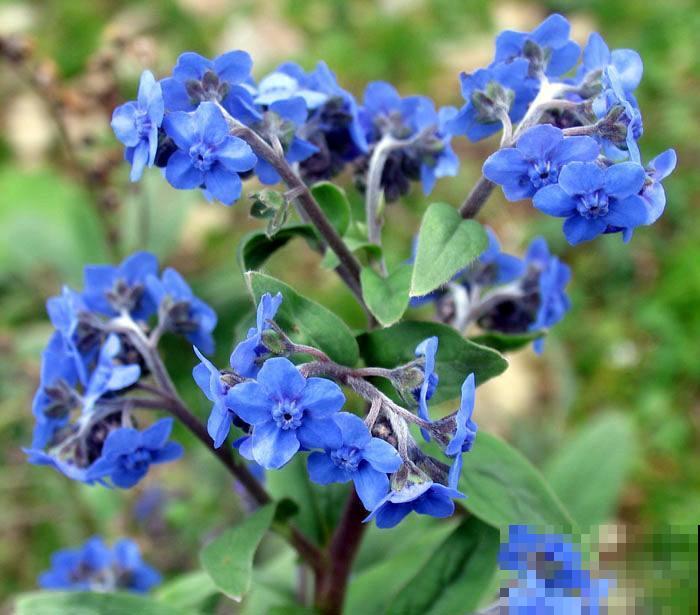 10种小众花，见过的人很少，开花比月季茉莉都美！