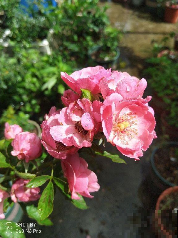 养花的10大好处，爱养花的你，一定要看