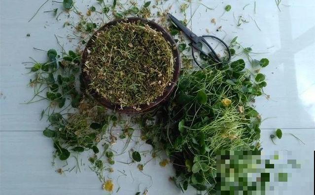 长势超快的9种花,5天爆盆,7天开花,超有成就感! 长势超快的9种花,5天爆盆,7天开花,超有成就感!