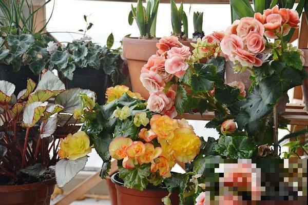 格海棠夏季容易热死,养护需要用心点,小心再也不开花! 格海棠夏季容易热死,养护需要用心点,小心再也不开花!