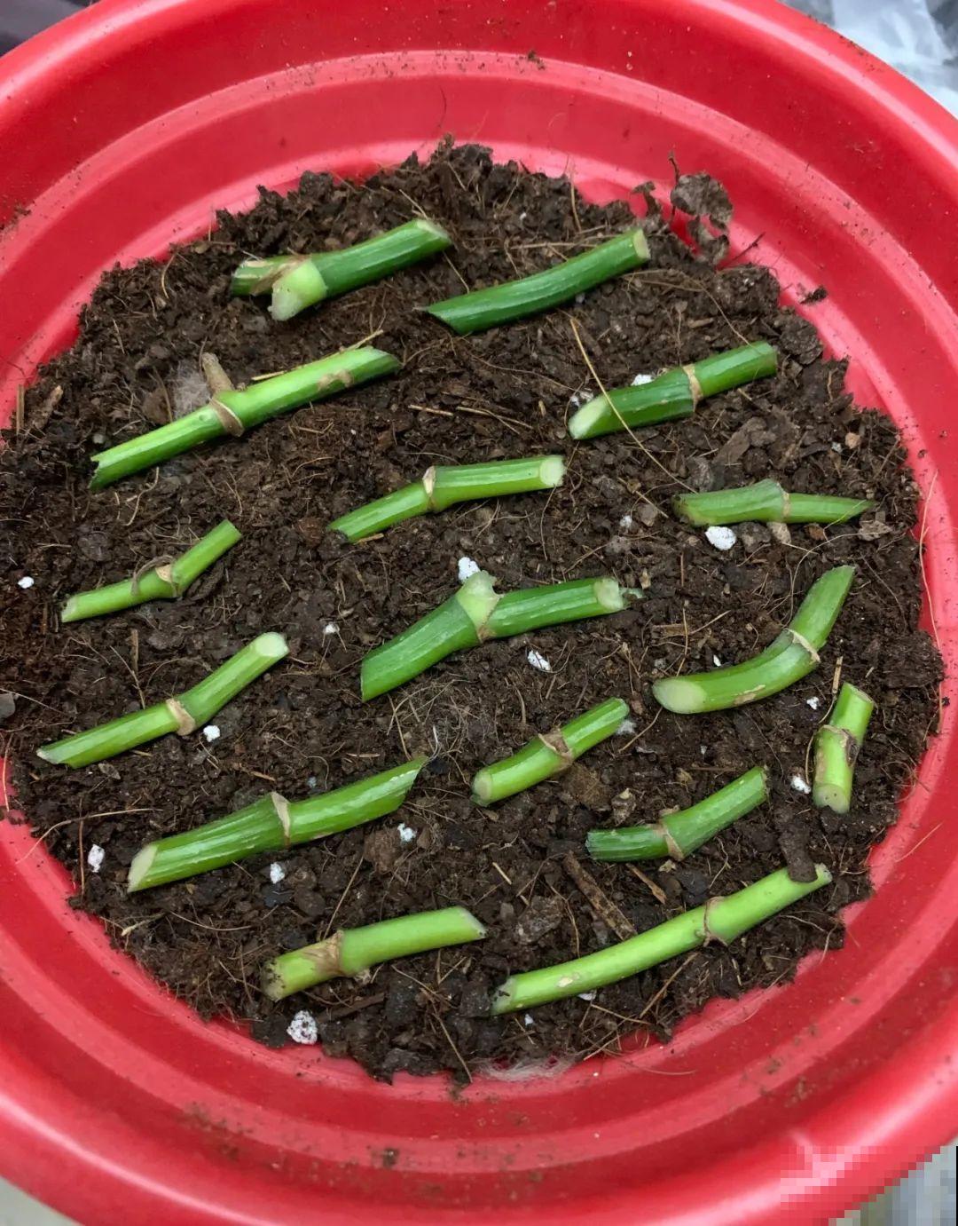 1根绳子扯一下，枝条冒出20个芽，一不小心拉断了！