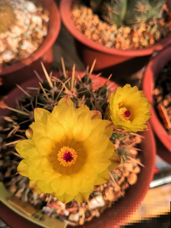 夏天养仙人球,记住两少一多,大花蹭蹭开 夏天养仙人球,记住两少一多,大花蹭蹭开