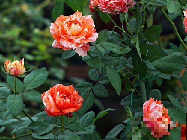 13种月季花，丰花勤花、花期超长，你能认出几种？