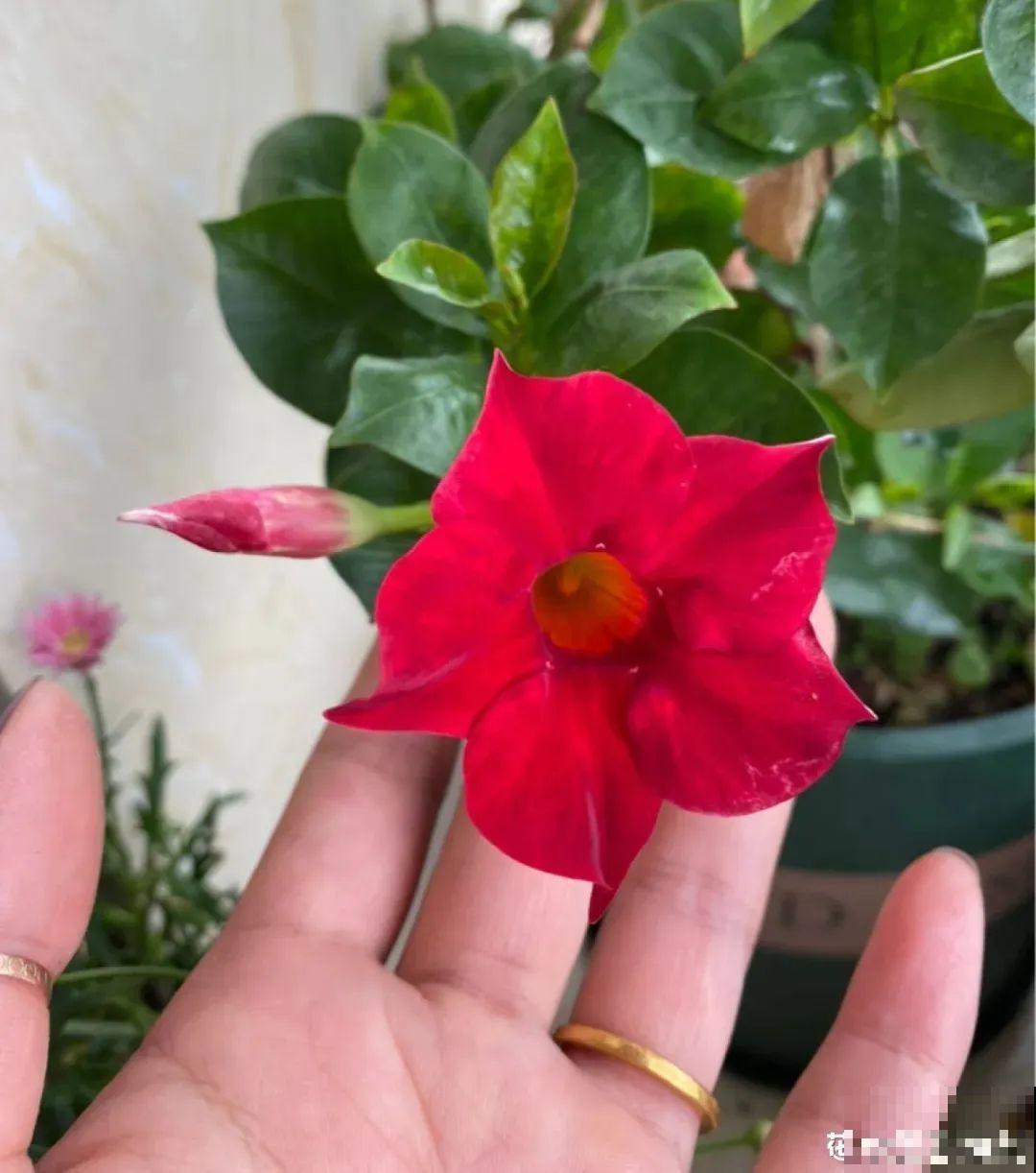 家里养盆红蝉花，夏天嗖嗖爬上墙，开花又大又多