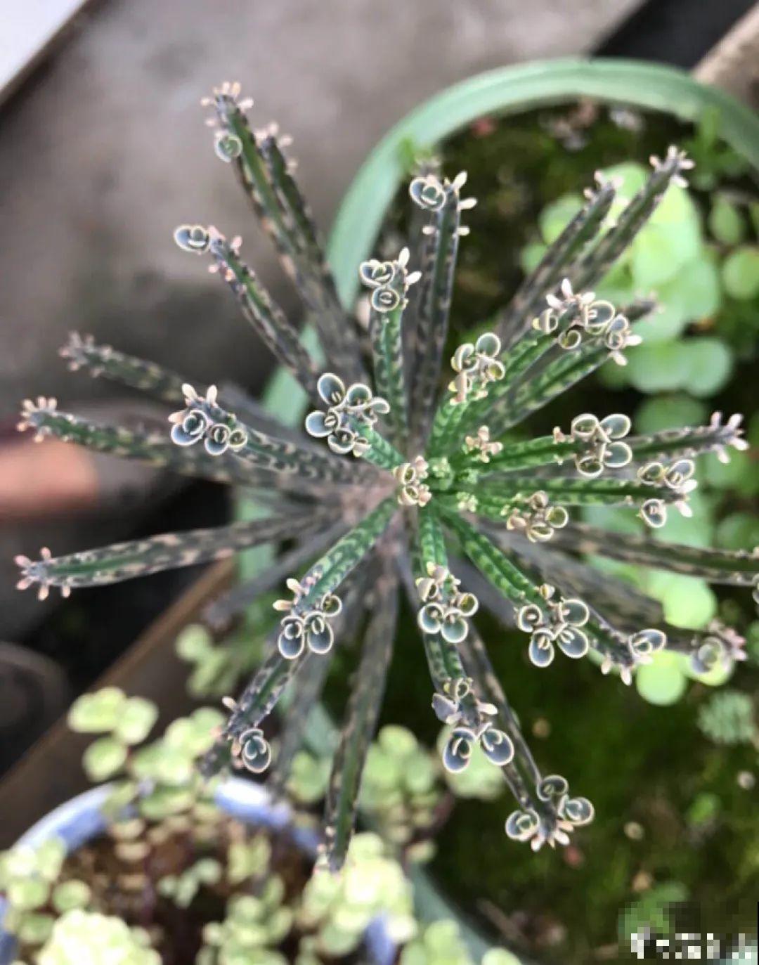 6种花就是磨人精,再也不想养了,累感不爱! 6种花就是磨人精,再也不想养了,累感不爱!