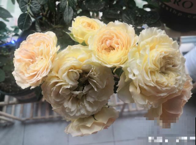 北阳台养花,选对植物,也能造个小花园! 北阳台养花,选对植物,也能造个小花园!