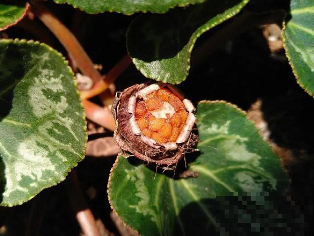 这花都是潜力股，开完种子一大把，千万别剪了！