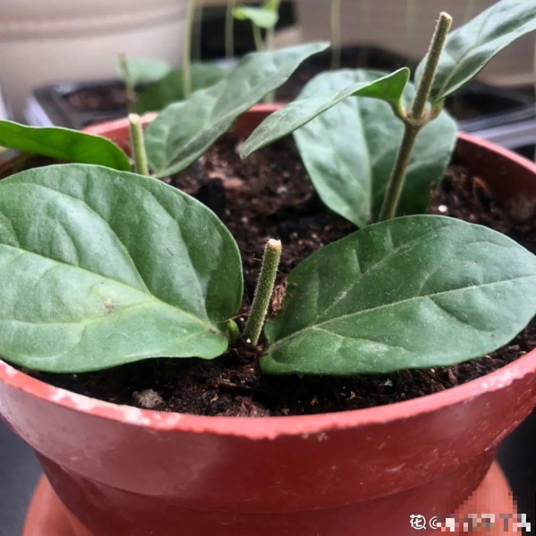 10种花,现在赶紧扦插,随便插土里就能活 10种花,现在赶紧扦插,随便插土里就能活