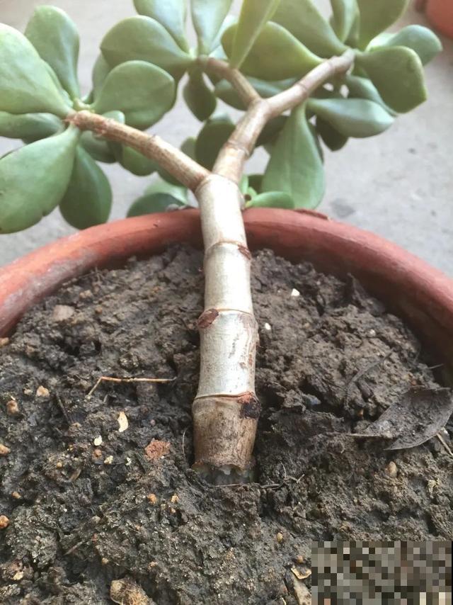 夏天潮湿闷热，一不小心花就烂根，看准时机砍掉，照样长出新叶子