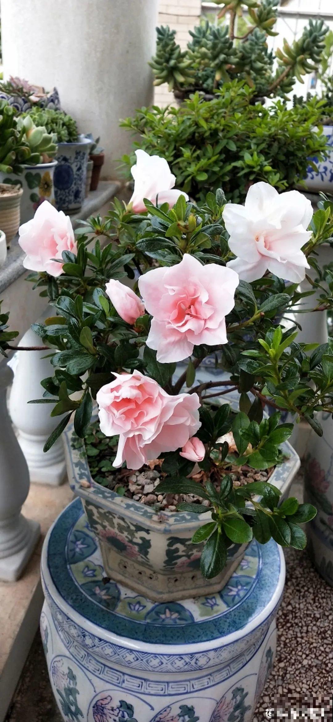 夏天花卉叶子哗哗掉,赶紧遮阴,不然掉成光杆司令 夏天花卉叶子哗哗掉,赶紧遮阴,不然掉成光杆司令