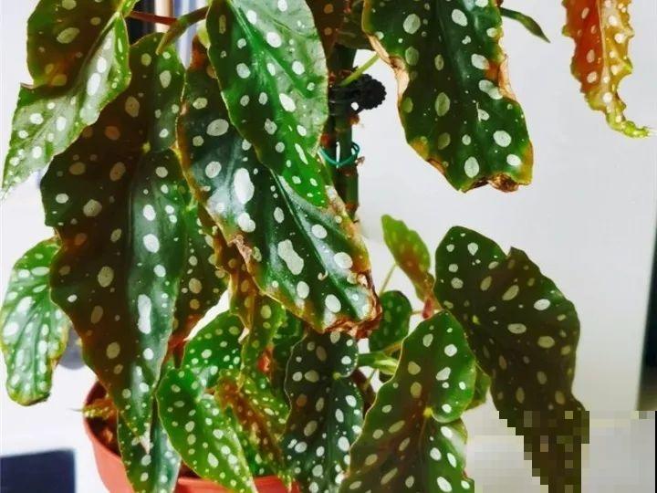 特干净的10种花,天热养一盆,家里特凉快! 特干净的10种花,天热养一盆,家里特凉快!