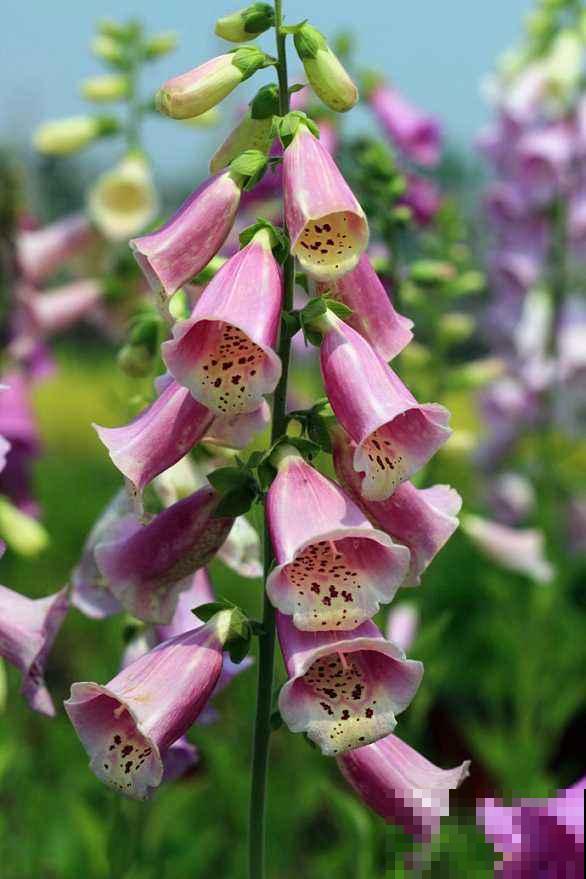 5种植物花粉有毒，不要摘下来闻，对身体不好！