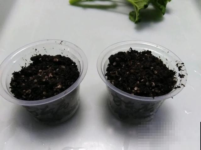 天热扦插3种花,成活率很高,2周就冒大白根! 天热扦插3种花,成活率很高,2周就冒大白根!