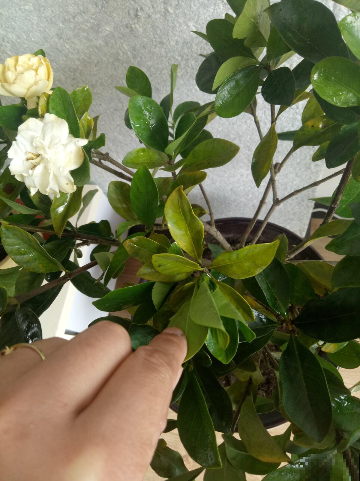 想让栀子花越开越大，有些方法要学会，否则越开越没劲！