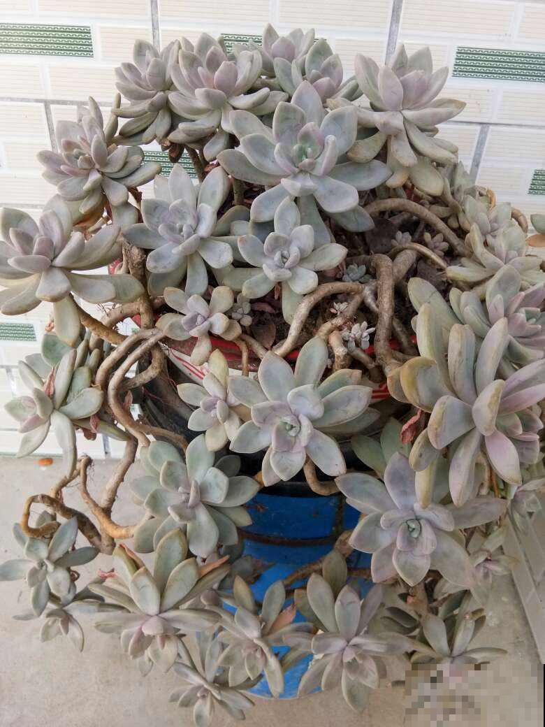 有些多肉就爱过夏天，越晒越渴越美艳，养一棵就值了！