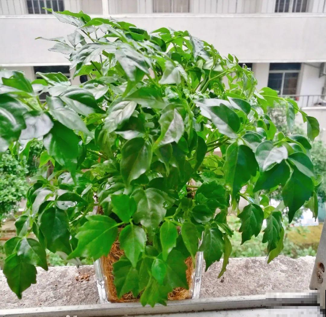 10种花最怕热,夏天养水里,才能活下来! 10种花最怕热,夏天养水里,才能活下来!