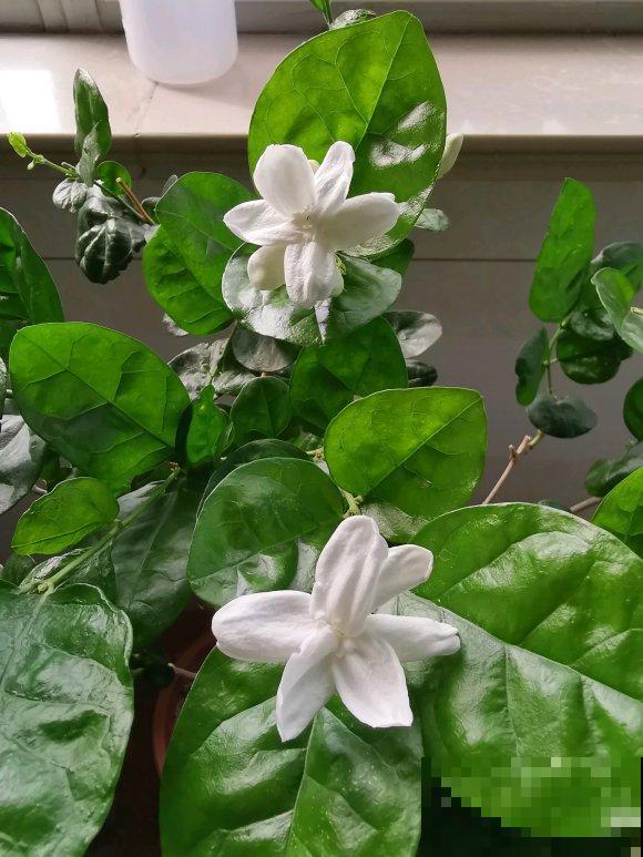 清香好闻的茉莉花,原来有这么多品种,长见识了! 清香好闻的茉莉花,原来有这么多品种,长见识了!