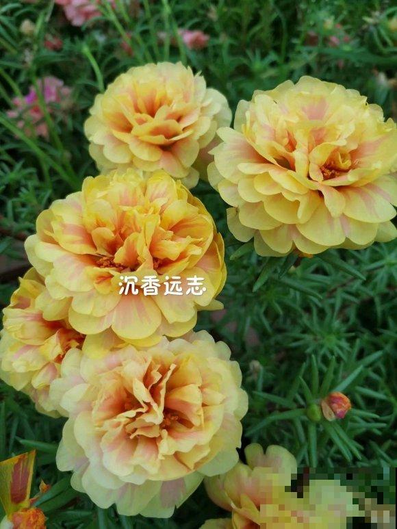 死不了的太阳花，夏天能把盆撑破，20多个品种你都没见过！