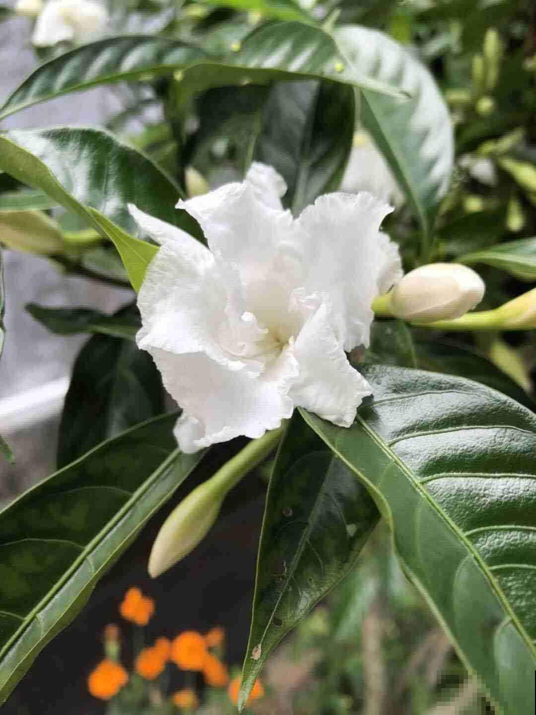 狗牙花是栀子花的盗版?其实开花也很美,而且还有珍贵作用! 狗牙花是栀子花的盗版?其实开花也很美,而且还有珍贵作用!