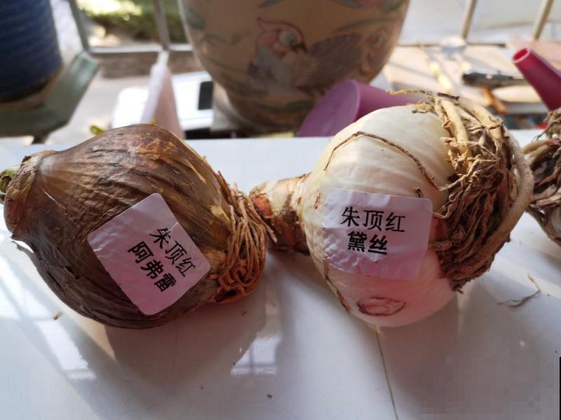 1个“洋葱”埋盆里，开花比脸还大，养10年挖出一大盆！