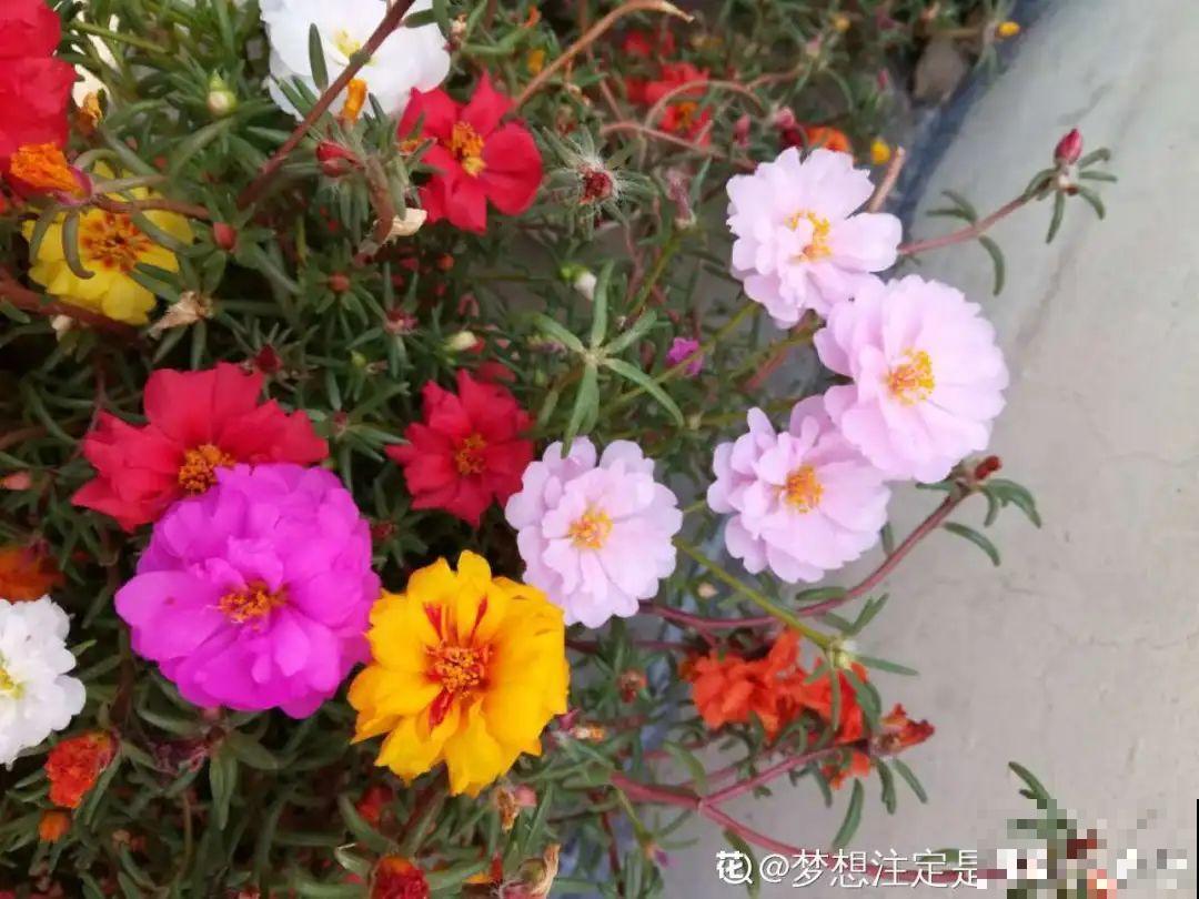 12种花，适合夹缝里养，不占地儿、开花最多！