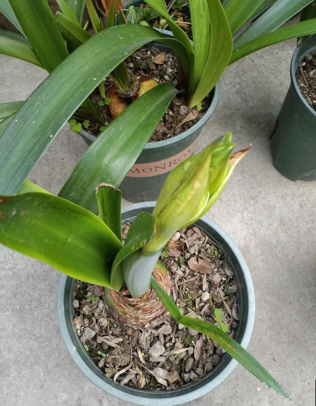 叶子唰啦全剪了，竟然冒出满盆花苞，神奇！