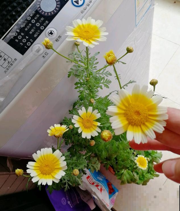 还买什么玛格丽特,种一把茼蒿菜,开花一模一样! 还买什么玛格丽特,种一把茼蒿菜,开花一模一样!