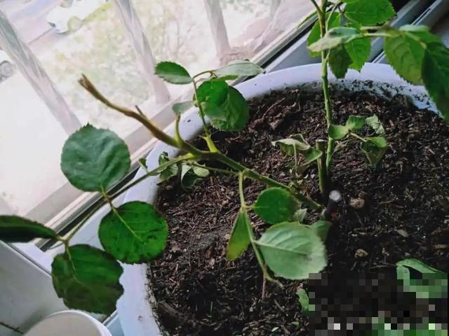 夏天花会休眠,别施肥,否则都毒死了 夏天花会休眠,别施肥,否则都毒死了