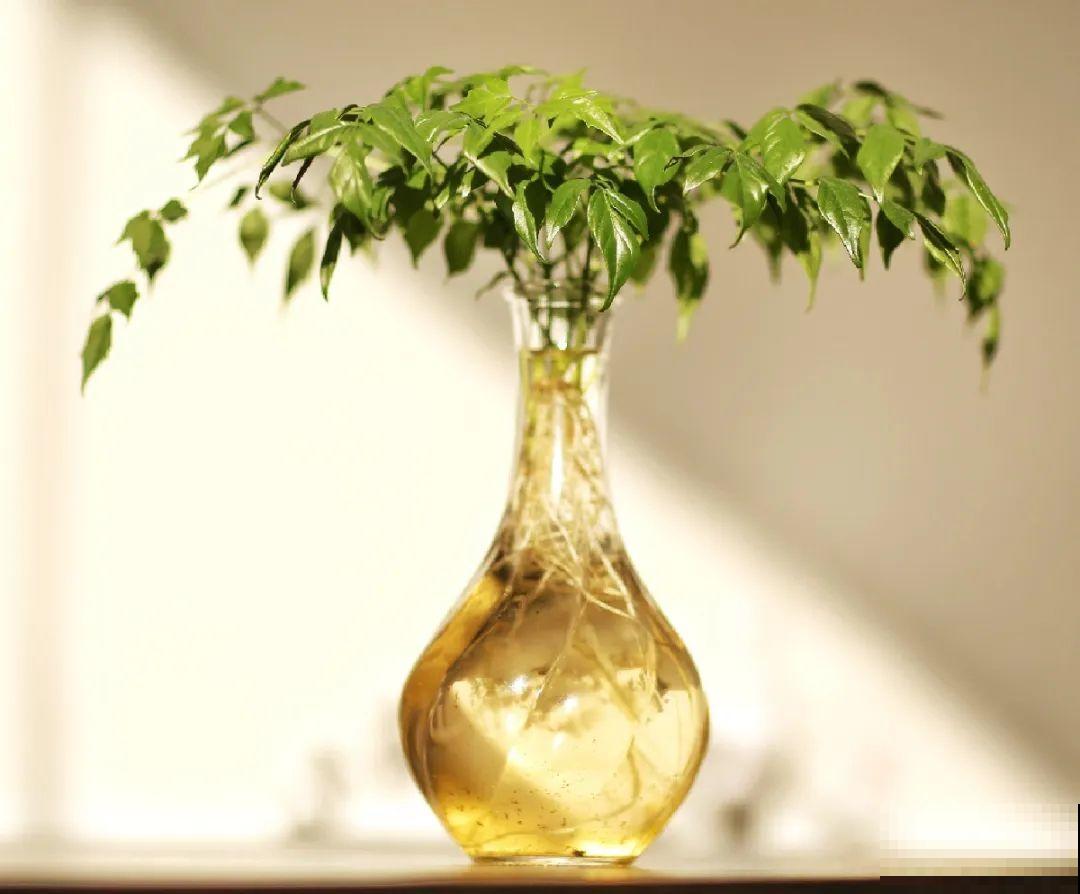 10种花最怕热,夏天养水里,才能活下来! 10种花最怕热,夏天养水里,才能活下来!