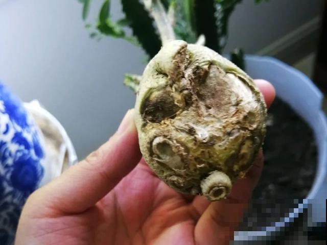 夏天潮湿闷热，一不小心花就烂根，看准时机砍掉，照样长出新叶子