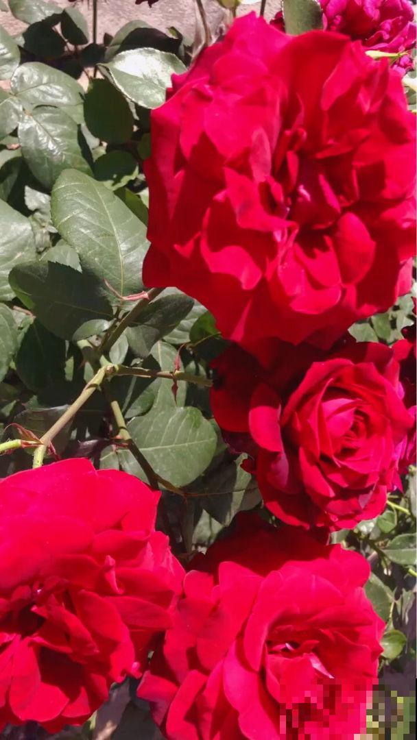 6种残花枝条，抓紧时间剪下来，趁热扦插好成活