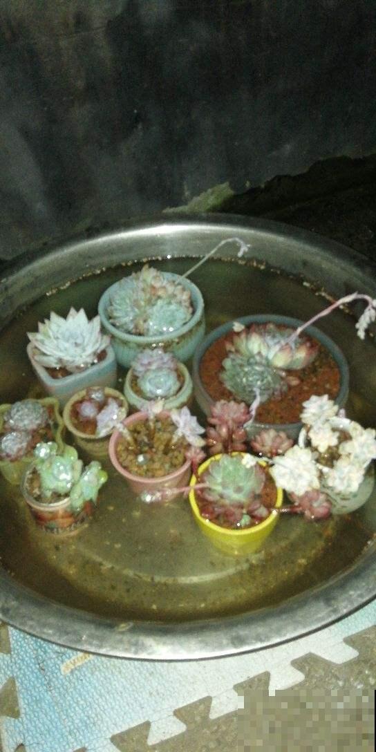 夏天浇这5种水，那就是养花夺命水，赶紧改掉