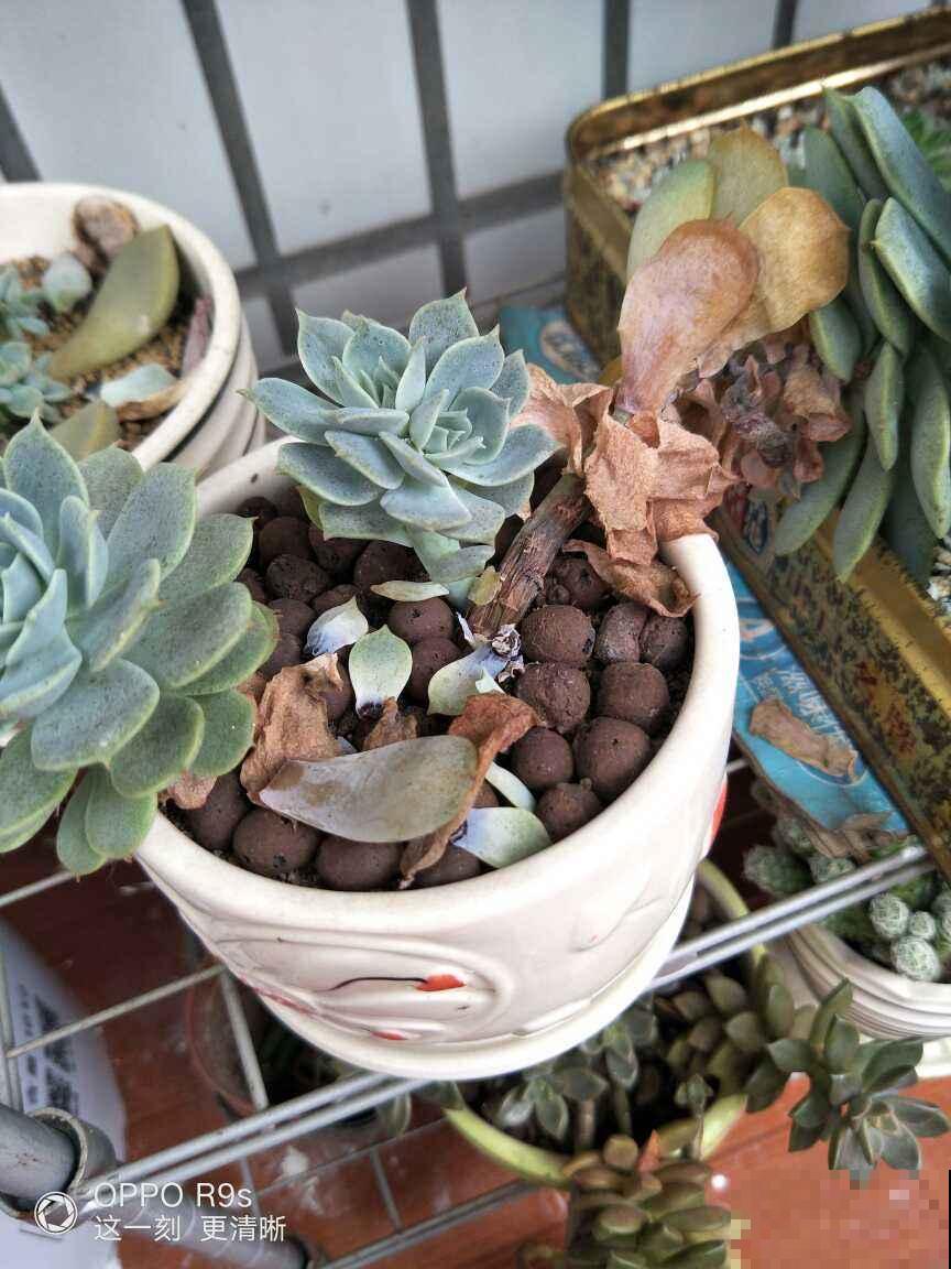 多肉夏天易出问题,注意这几点,安心度夏无压力 多肉夏天易出问题,注意这几点,安心度夏无压力