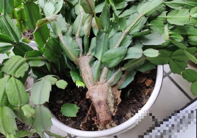夏天潮湿闷热，一不小心花就烂根，看准时机砍掉，照样长出新叶子