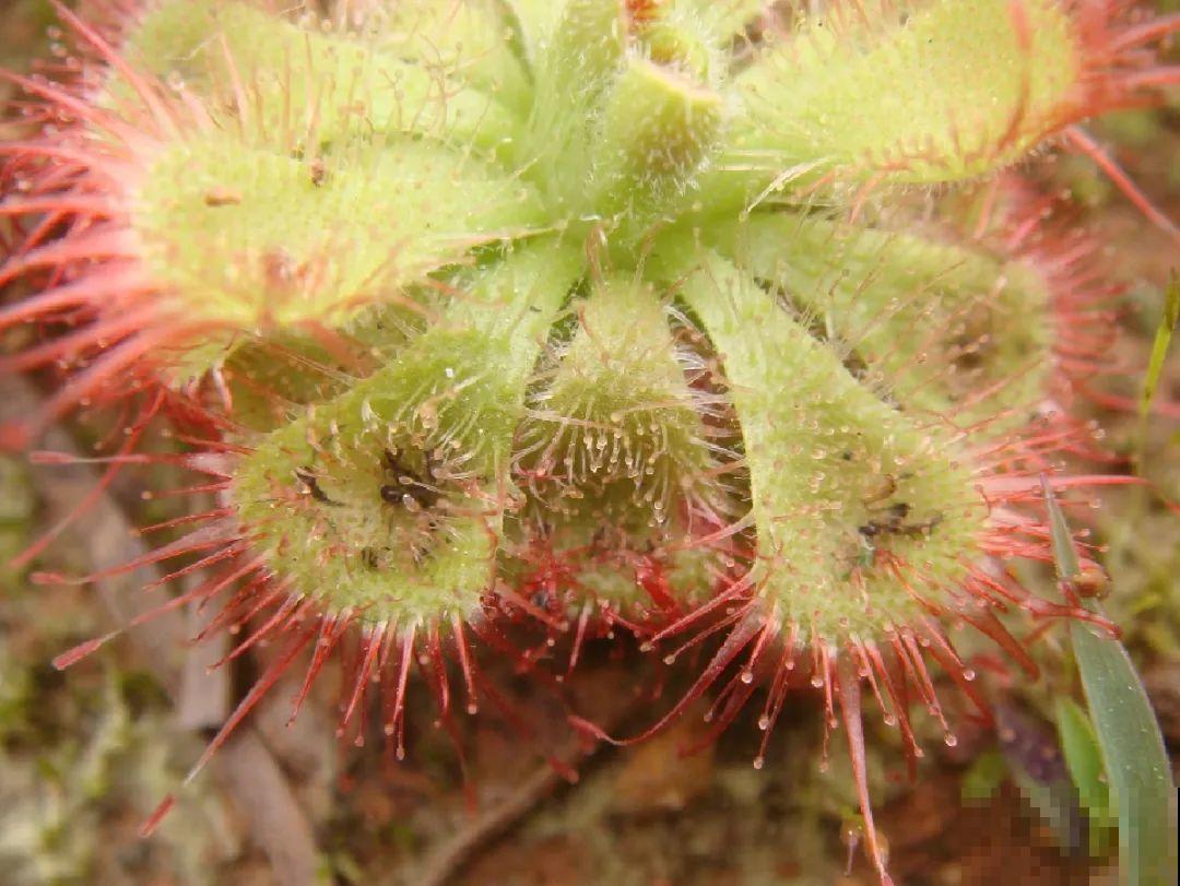 5种能吃蚊虫的花,家里养一盆,蚊子灭光光! 5种能吃蚊虫的花,家里养一盆,蚊子灭光光!