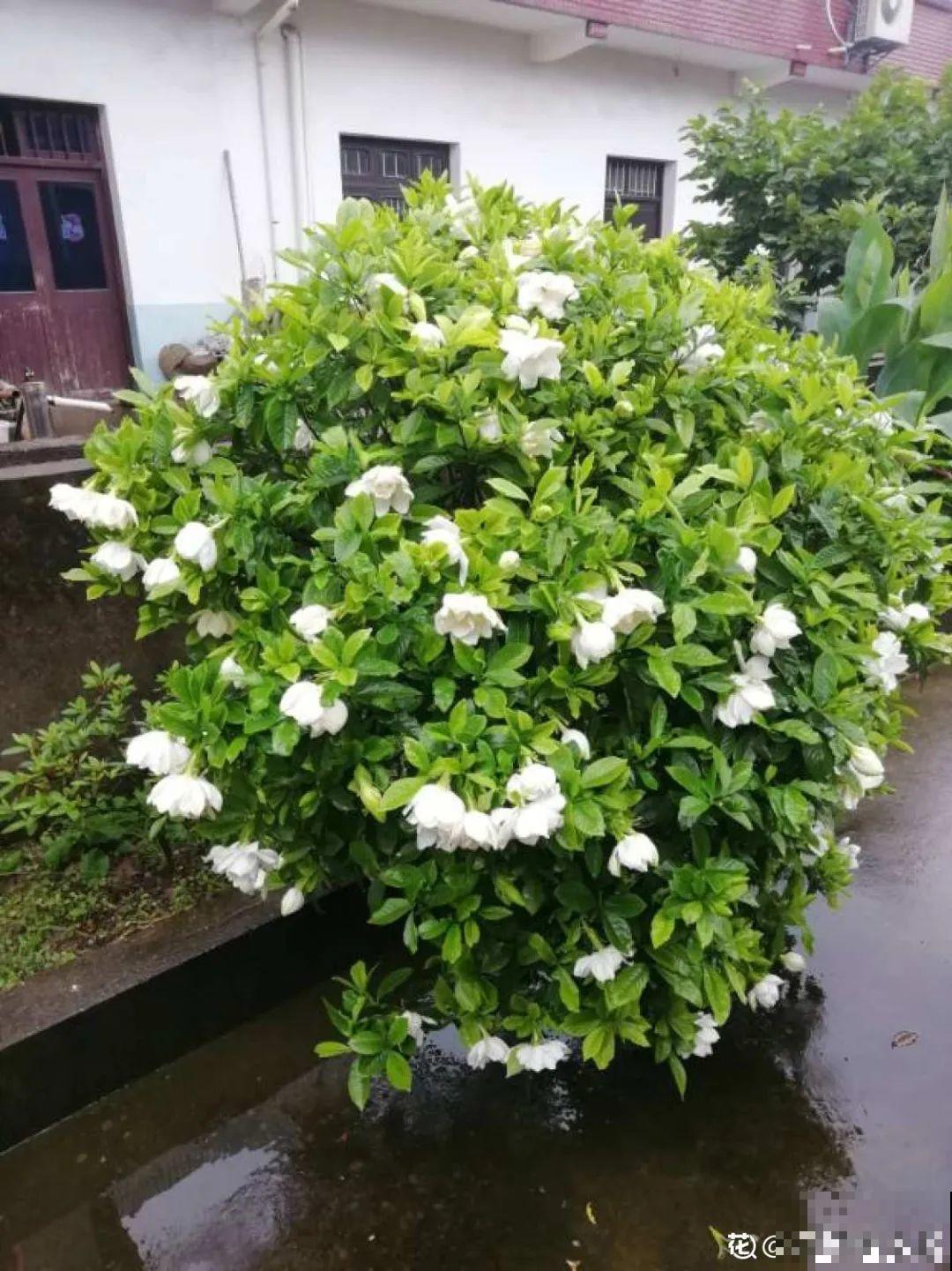 20种花,夏天这么浇水,长得快、开花多! 20种花,夏天这么浇水,长得快、开花多!