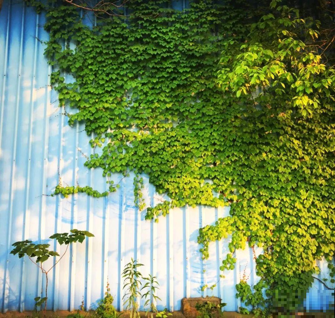 6种花，院墙上爬着长，屋里能降8℃！