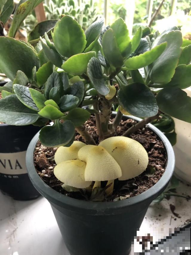 夏天潮湿闷热，一不小心花就烂根，看准时机砍掉，照样长出新叶子