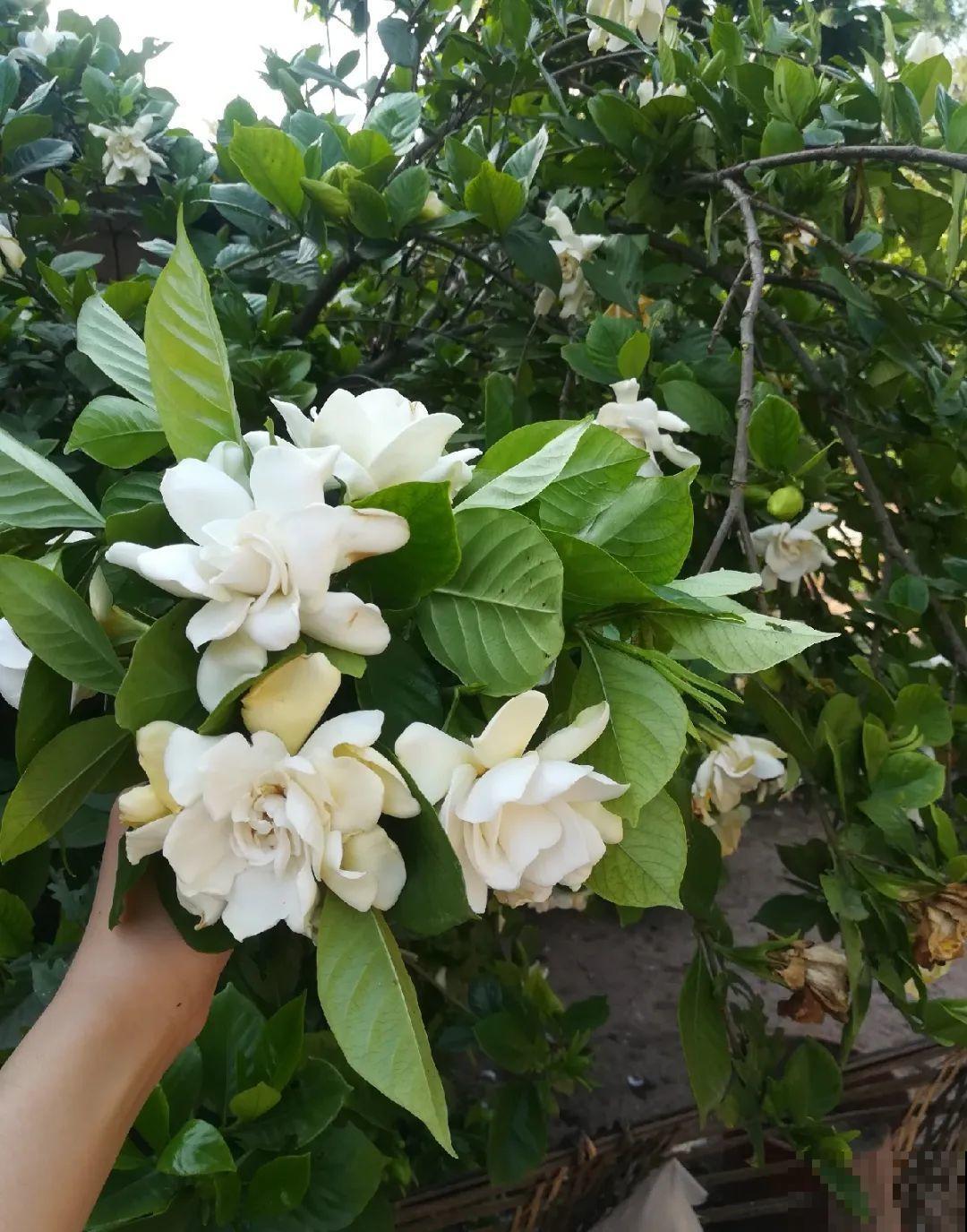 门口养棵大花树,风吹就开花,20年变成传家宝! 门口养棵大花树,风吹就开花,20年变成传家宝!