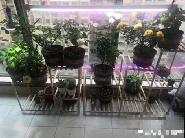 北阳台养花,选对植物,也能造个小花园! 北阳台养花,选对植物,也能造个小花园!