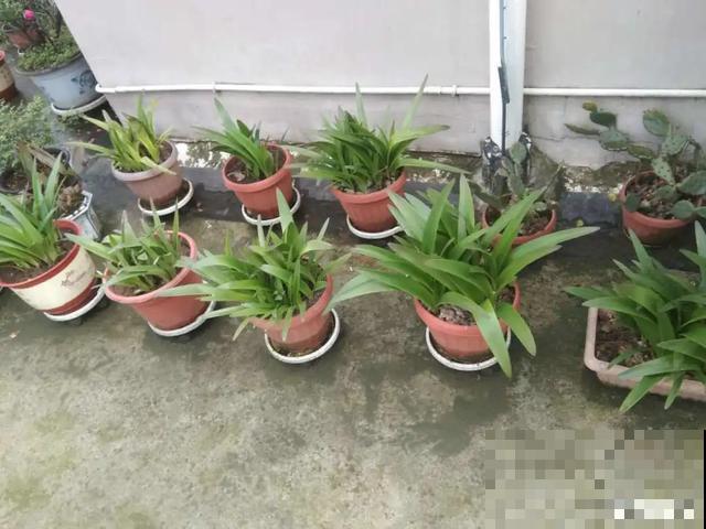 10种花，落片叶子就生根，盆里长满小崽！