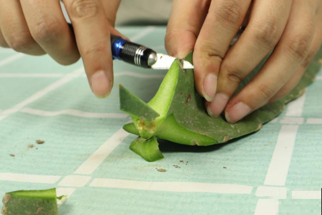 火龙果的叶子长得眼熟，仔细一看竟是蟹爪兰，还能接出甜果子！