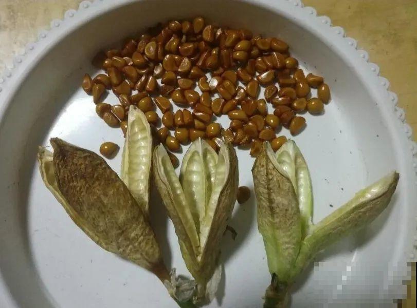 这花都是潜力股，开完种子一大把，千万别剪了！