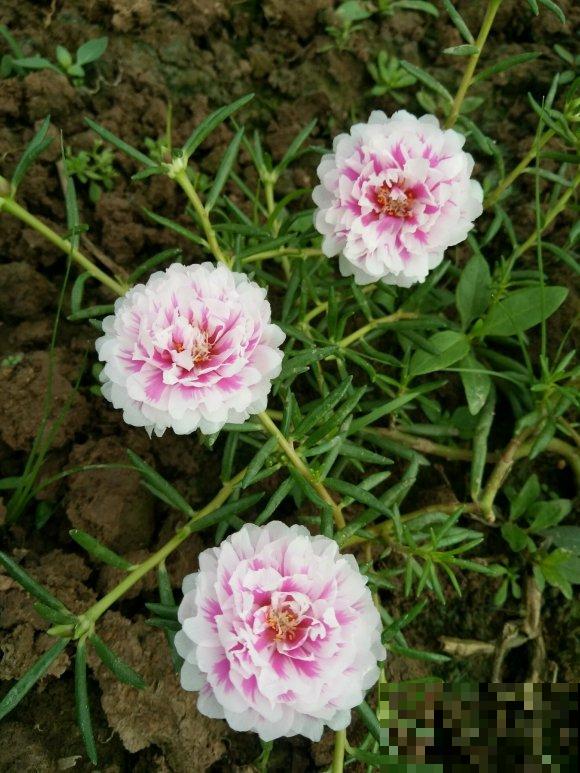 死不了的太阳花，夏天能把盆撑破，20多个品种你都没见过！