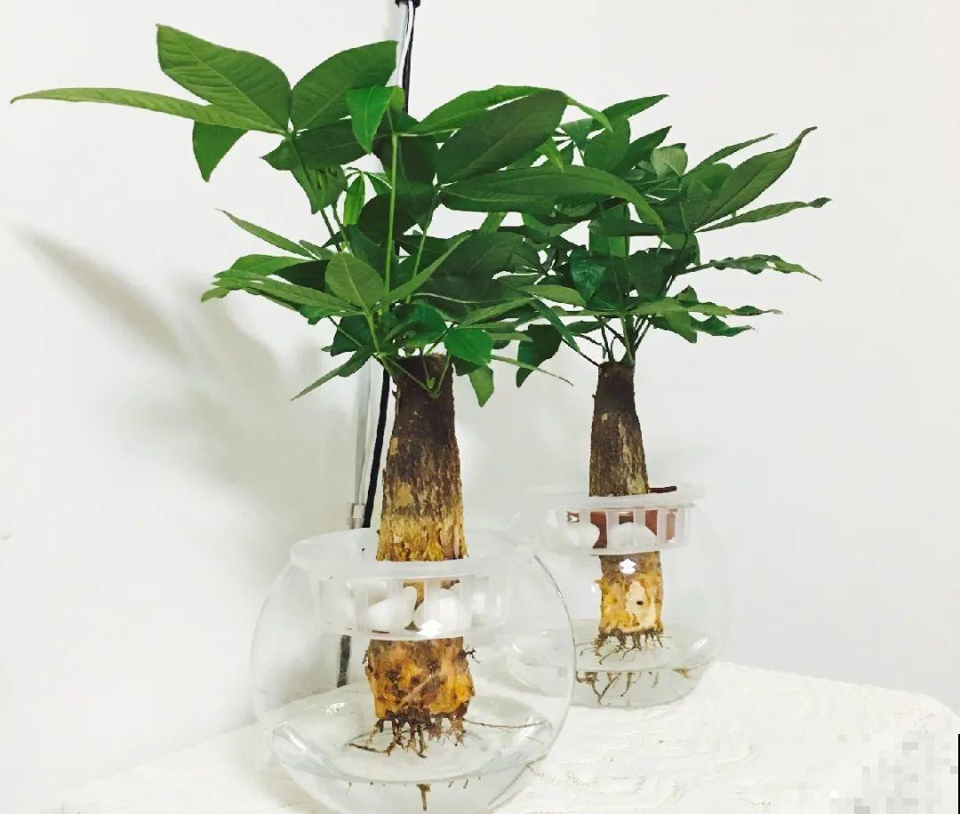 10种花最怕热,夏天养水里,才能活下来! 10种花最怕热,夏天养水里,才能活下来!