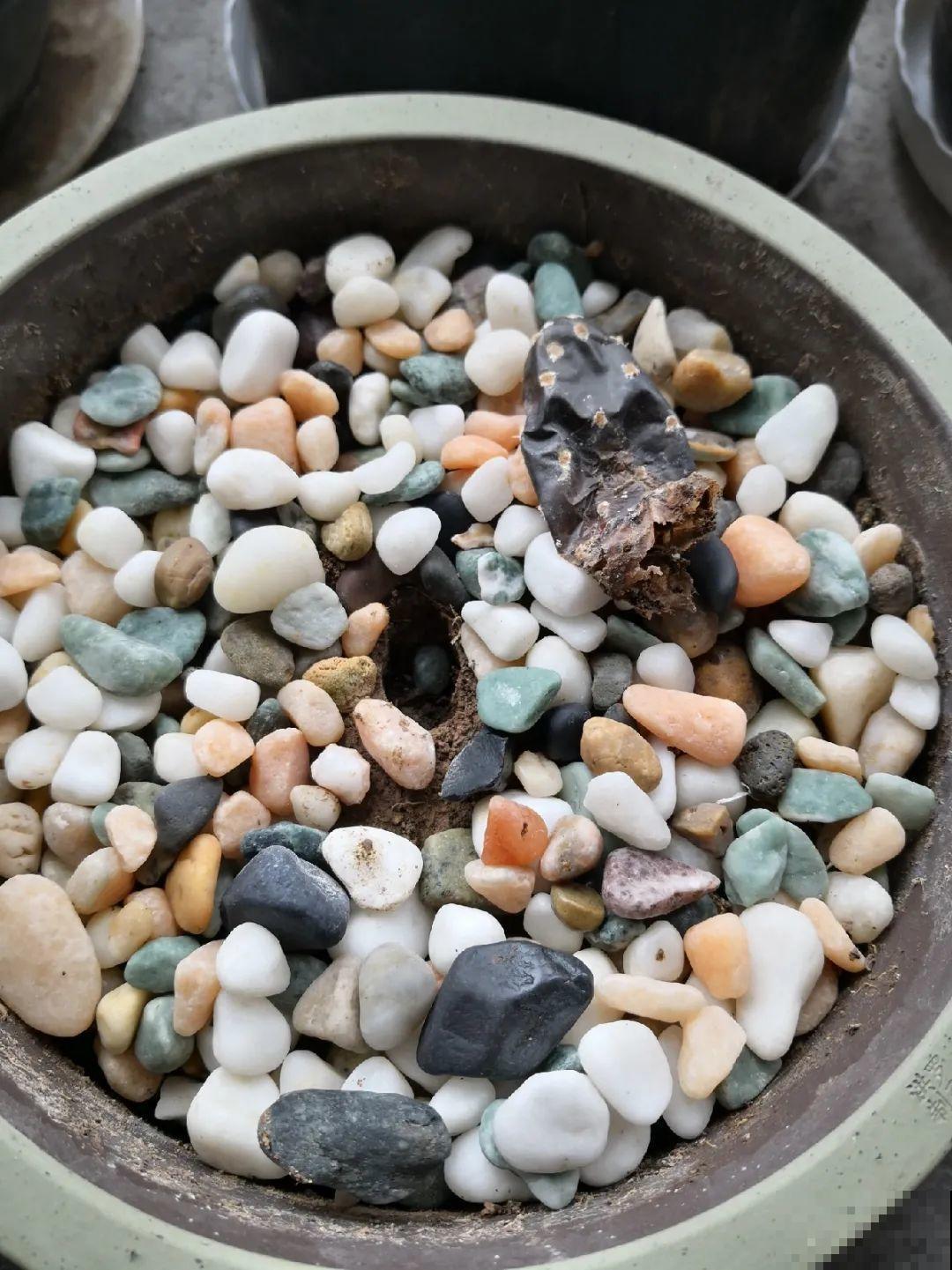 早上起来院子被淹，100盆花，还有救吗？