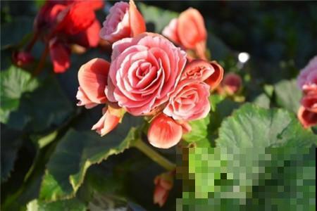 格海棠夏季容易热死,养护需要用心点,小心再也不开花! 格海棠夏季容易热死,养护需要用心点,小心再也不开花!