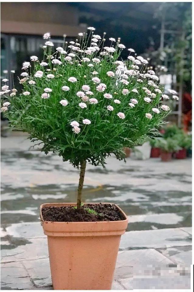 虎皮兰,红掌,吊兰养成老桩,变成大树,真壮观! 虎皮兰,红掌,吊兰养成老桩,变成大树,真壮观!