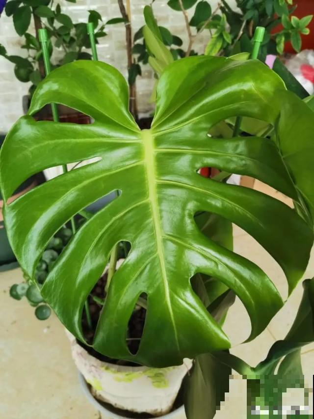 家里养这6种花，清新杀菌去异味，空气干净身体好