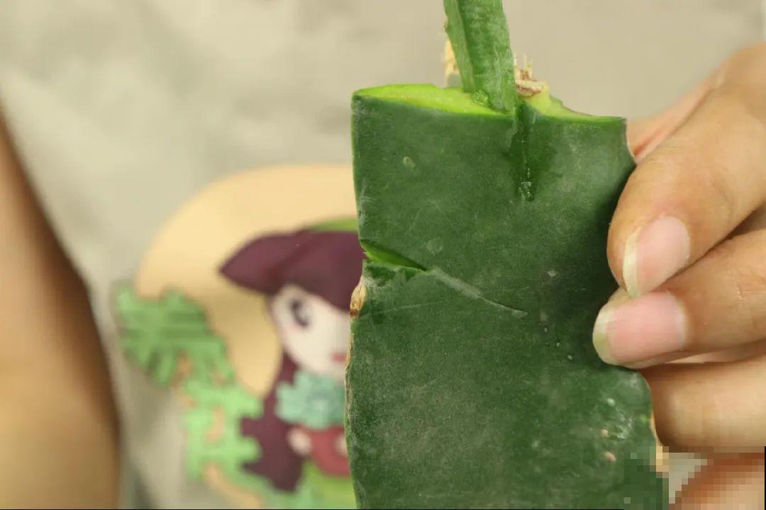 火龙果的叶子长得眼熟，仔细一看竟是蟹爪兰，还能接出甜果子！